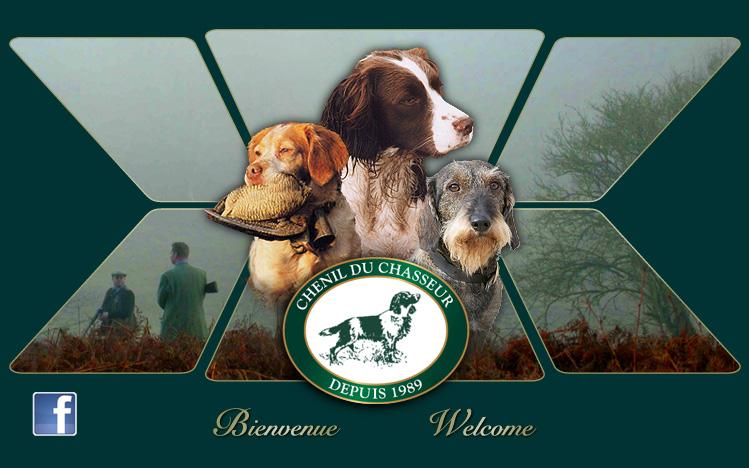 Le Chenil du chasseur - Épagneul Breton - Épagneul Springer Anglais - Teckel Standard à Poil Dur